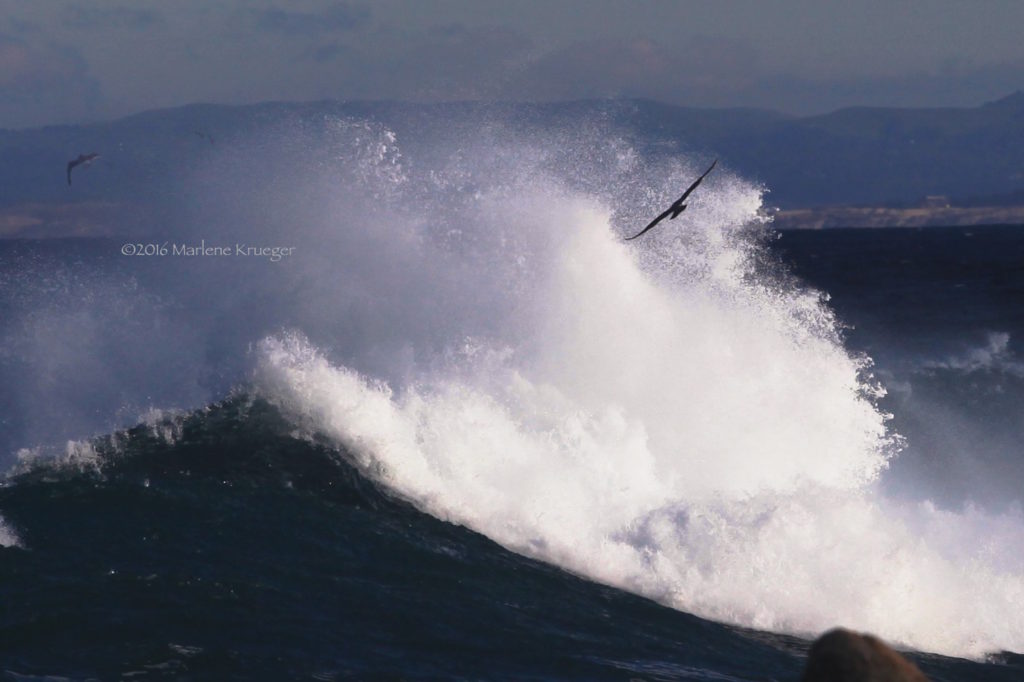 Surging splashes of huge waves with predominantly white mist takes up this scene at the Pacific Grove, with a seagull flying over the thunderous roar.