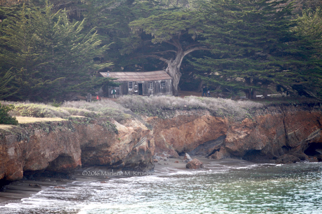 A scene surrounded by thick cypress trees at Point Lobos with an old Chinese fishing house, that is now a Museum in Point Lobos.