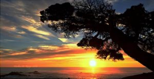 cypress grove bright sunset by marlene m krueger 1