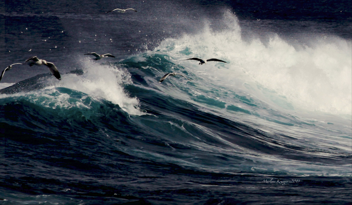 High tides, with seagulls at Monterey, California
