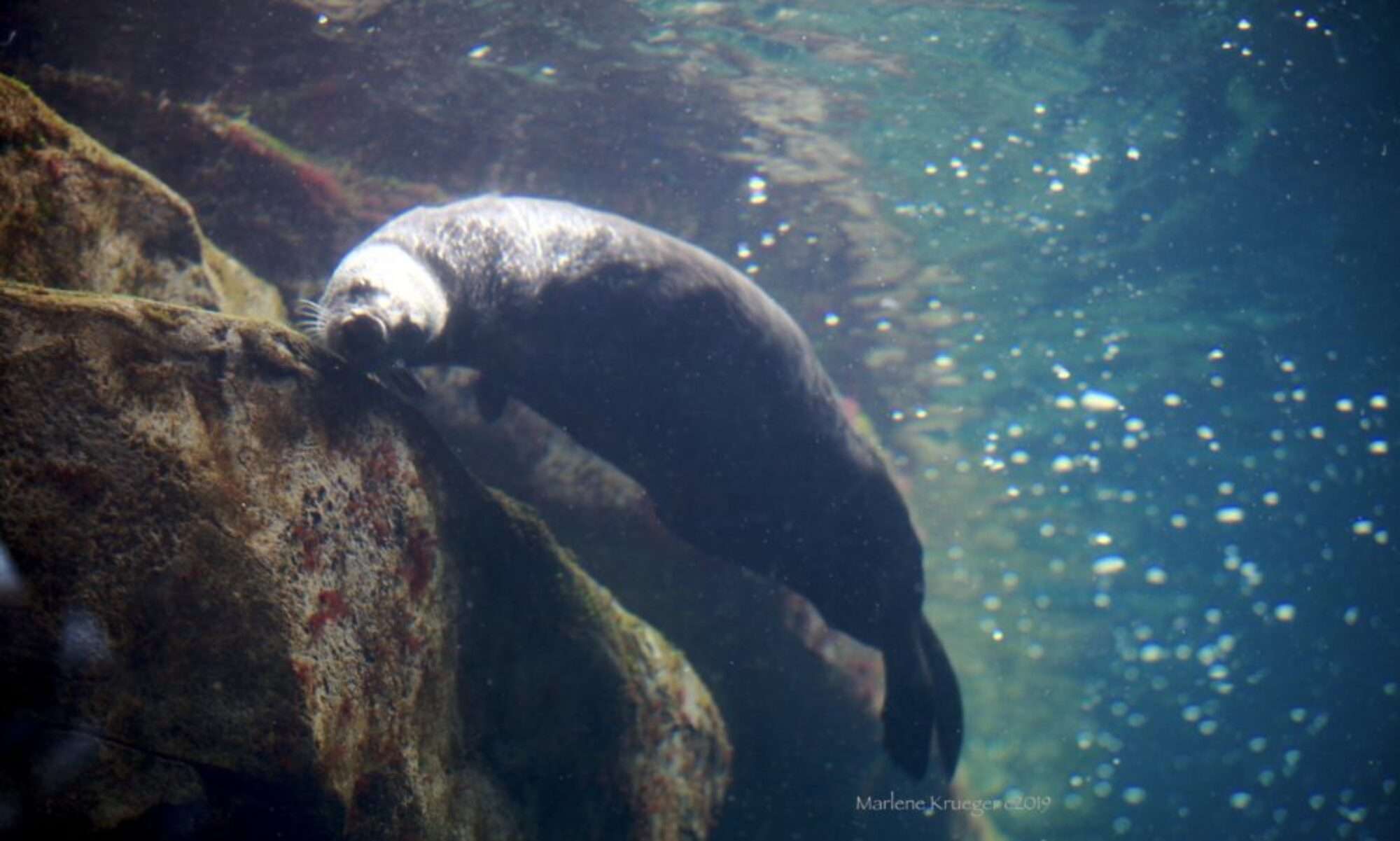 In an aquarium with aqua blue water and a sea otter.