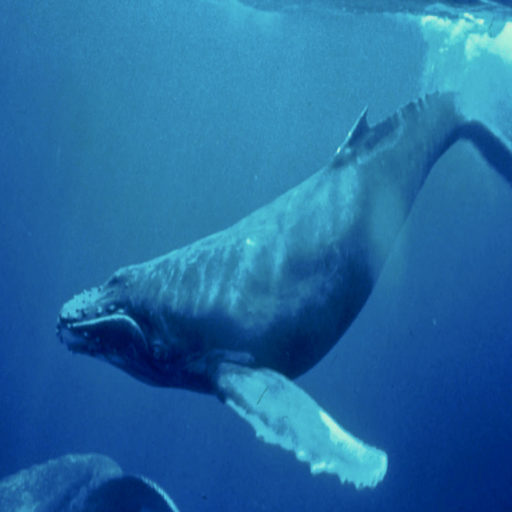 cropped-Humpback_Whale_underwater_shot.jpeg
