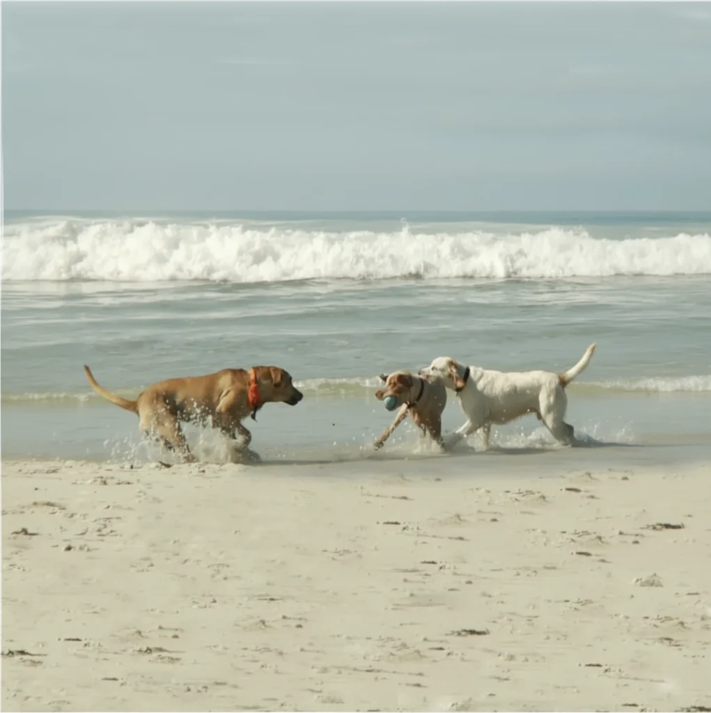 Three dogs at the beach play and run freely. One dog is medium brown, on white, and the third is variable shades of brown. The snapshot stops where the dogs are centered with one dog with a ball in its mouth, the other two trying to take it away. The sand is powdery white, the ocean is a lightish, with a touch of light gray on the light blue water. There is white foam as the waves splashed close to the three dogs. The sky is about the same color as the water, but more of a clean light blue sky.
