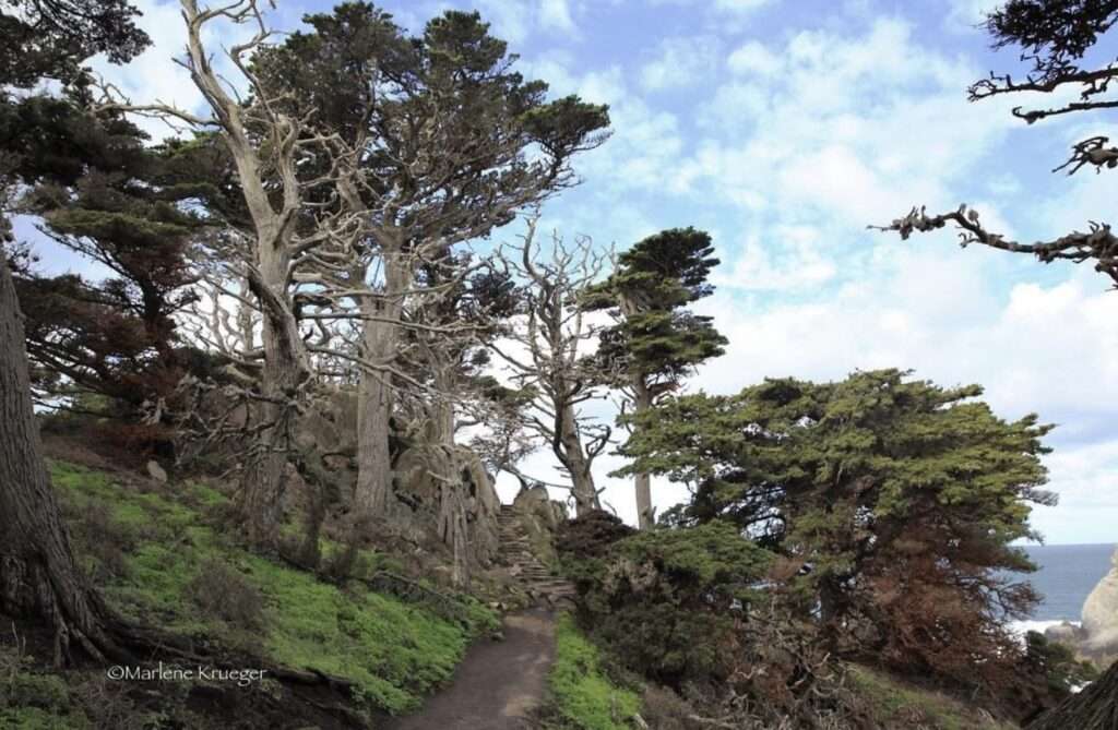 Tall Monterey Pines along a Hill