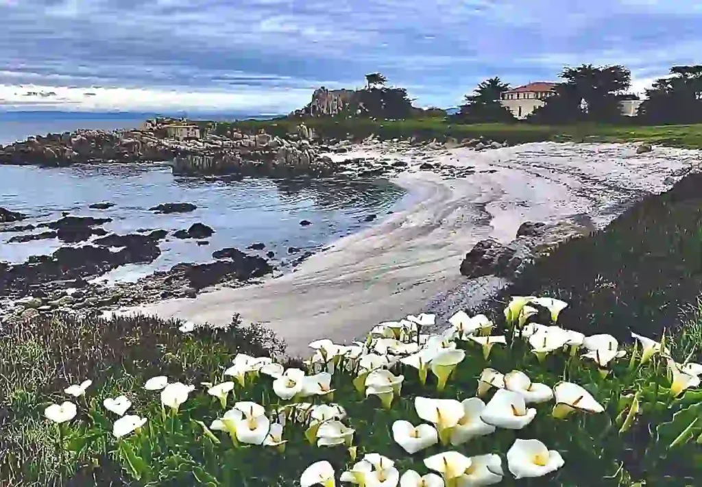 I see a stunning wave-kissed rocky shore, at the Monterey Peninsula tip, complete with breathtaking sandy dunes. This break was so huge and misty that the birds were flying away. The ocean is teal blue, and the sky is misty blue with the usual hazy overcast, but the blue sky can be seen radiating at the horizon to halfway up the sky. Beautiful scenery.