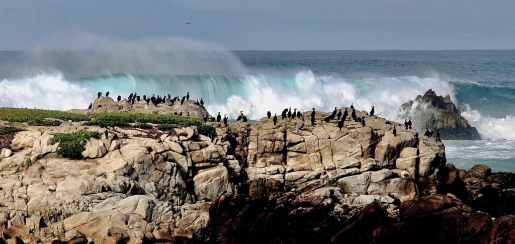 At the beach at hight tide, crashing against the rocks with lounging cormorants. The ocean is teal blue,    the water at the horizon looks like cobalt blue mixed with a tiny speck of green.
