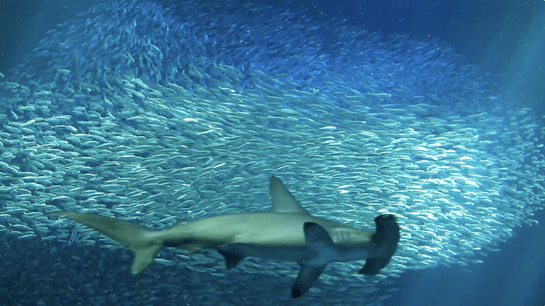 A hammerhead swimming along with hundreds of sardines in a body of water, teal blue in color.