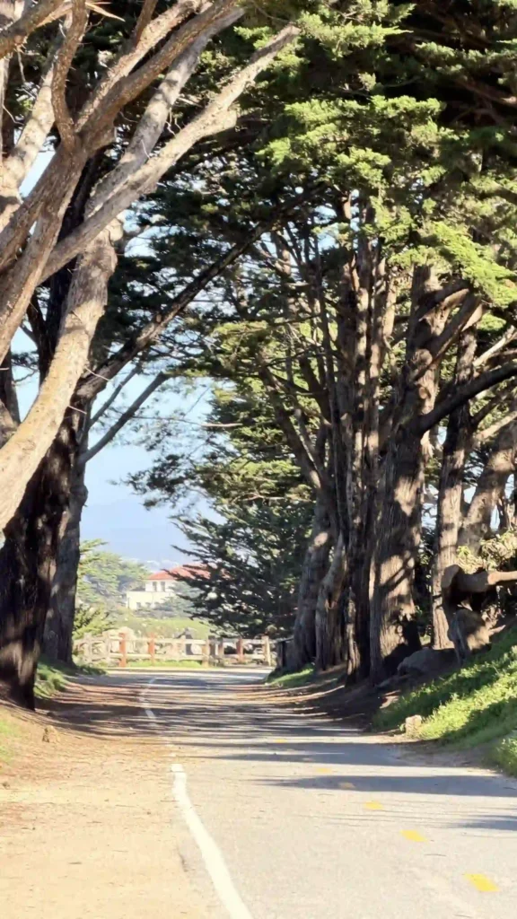Here is the hiking, walking, biking trail along the Monterey Bay. The cypress trees are tall lined along the hiking trail. In the background the sky is covered by the branches and leaves hanging over the trail. The sky is light blue. At a distance, about center the John Hopkins Marine Station is situated. Along the trail, the path is paved with a yellow dotted line to separate the people going east or west. The leave on the tall trees are hooker green, tree trunks are brownish with highlights of variations of beige.
