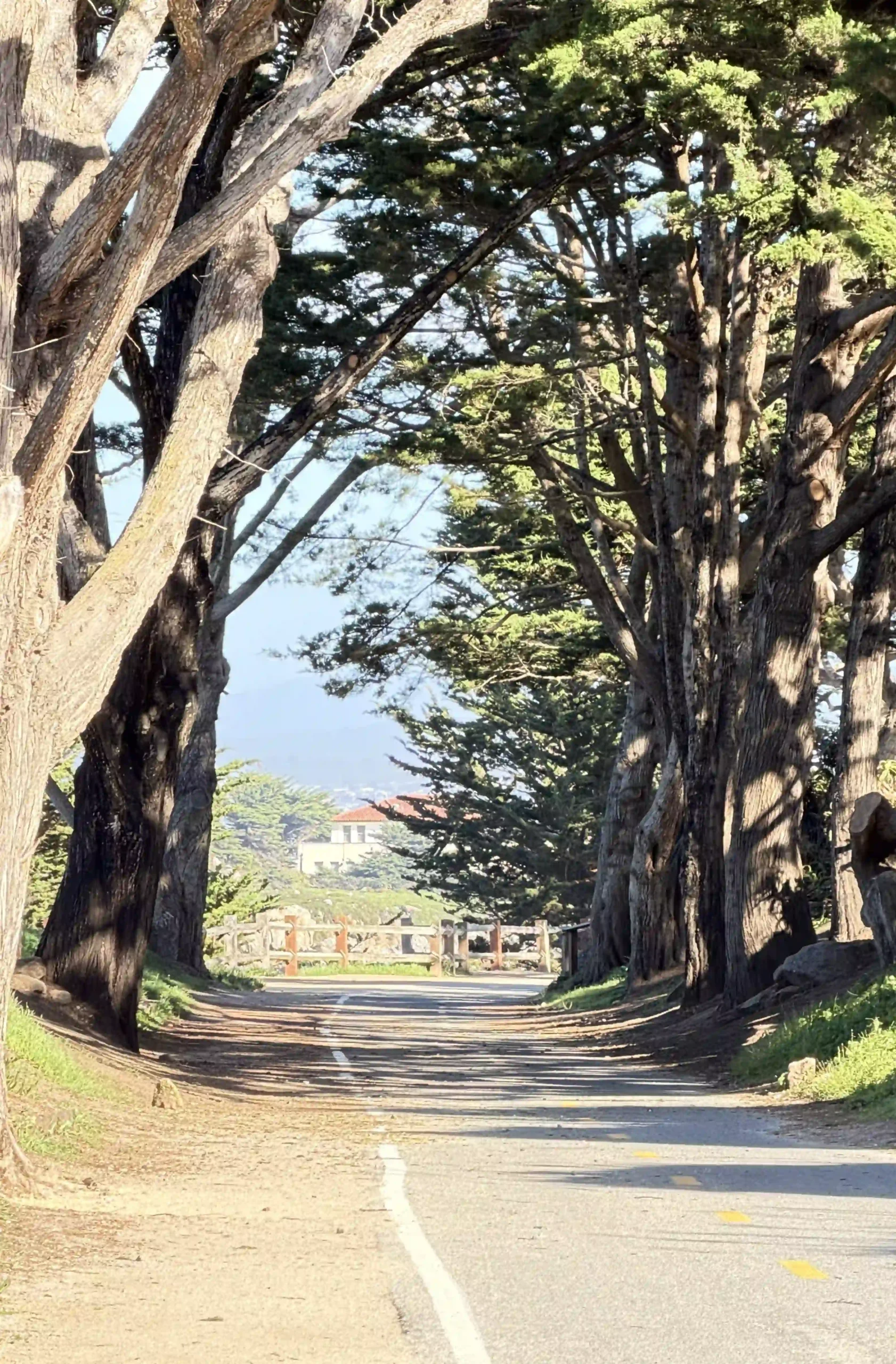 Seen here is a hiking trail at Monterey, where we see the John Hopkins Marine Lab, the building in the background. The sky is light blue. There are very tall Monterey Cypress Trees, that are casting shadows that line the hike, bike, walking trail.