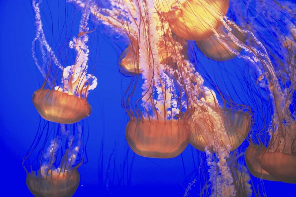 You see about five yellowish orange jellyfish in a deep medium royal blue color water.
