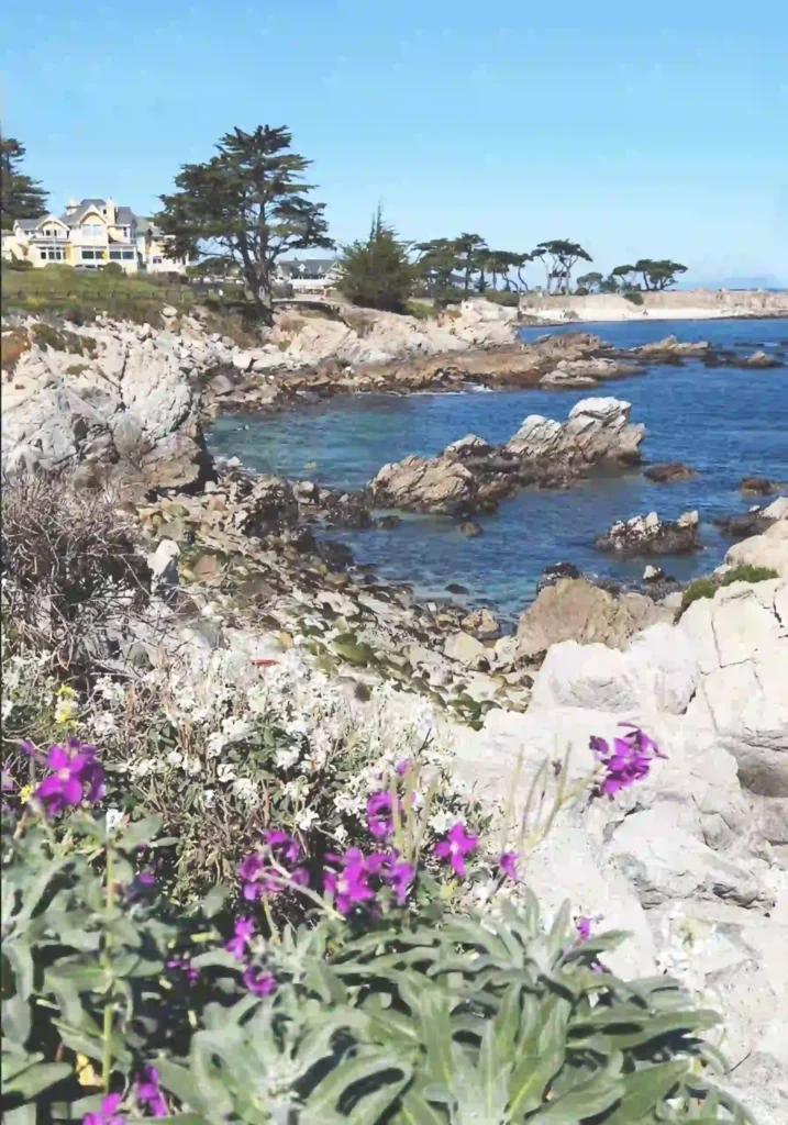 Here in this photo there are many rock formations making a a huge horse shoe shape along the Monterey Bay. At the horizon there are various sizes of Cypress trees. There's a victorian yellow and white house next to the trees, the sky is a light bluish, light jade, the water is a deep teal blue color. The rocks are from very light beige to dark brown. There are a couple of dark pink flowers on the ground at the foreground.