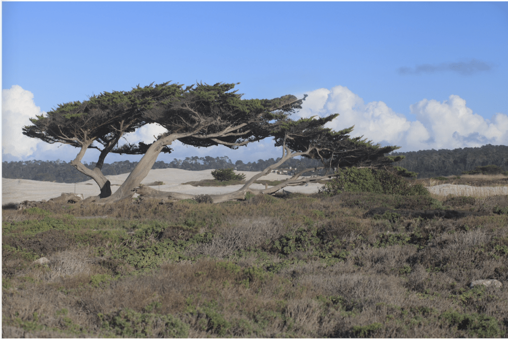 In Pebble Beach there are three wind swept trees  on the beach on a sunny day, with a small cumulus cloud behind a couple of the trees.