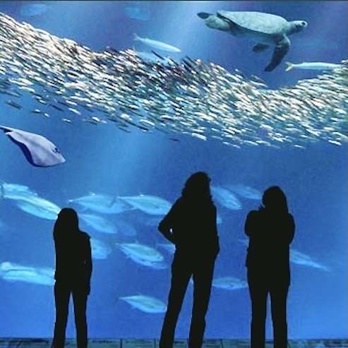 Aquarium with silhouette of three people staring at a sea turtle, and a school of sardines.