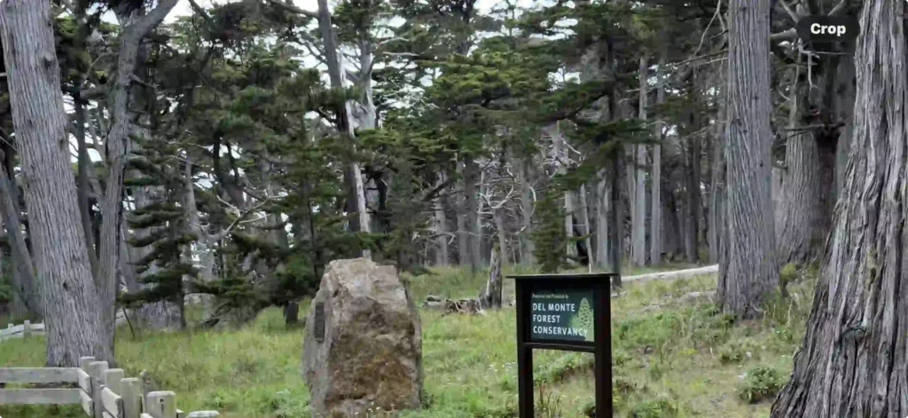 Area of green grass surrounded by a forest of tall Trees. The world's oldest Monterey Cypress trees in the world. There's an interpretive sign to read about the forest. And a boulder next to it.
