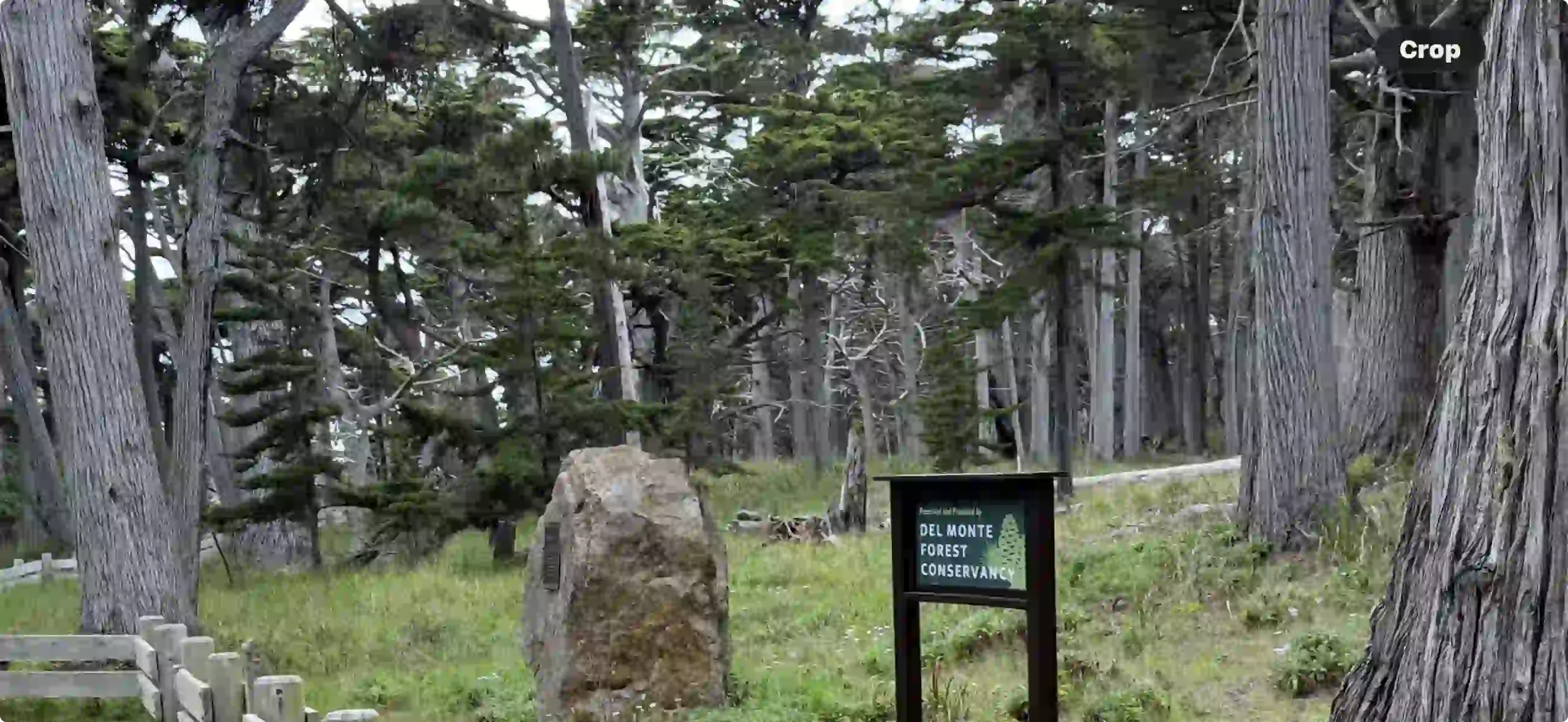 Here in the Del Monte Forest, there's a dense forest with ancient Monterey Pines and dramatic Monterey Cypress trees. There's dark branches. A patch of green grass an interpretive sign that says "Del Monte Forest". The sky can hardly be seen due to the dense tree.