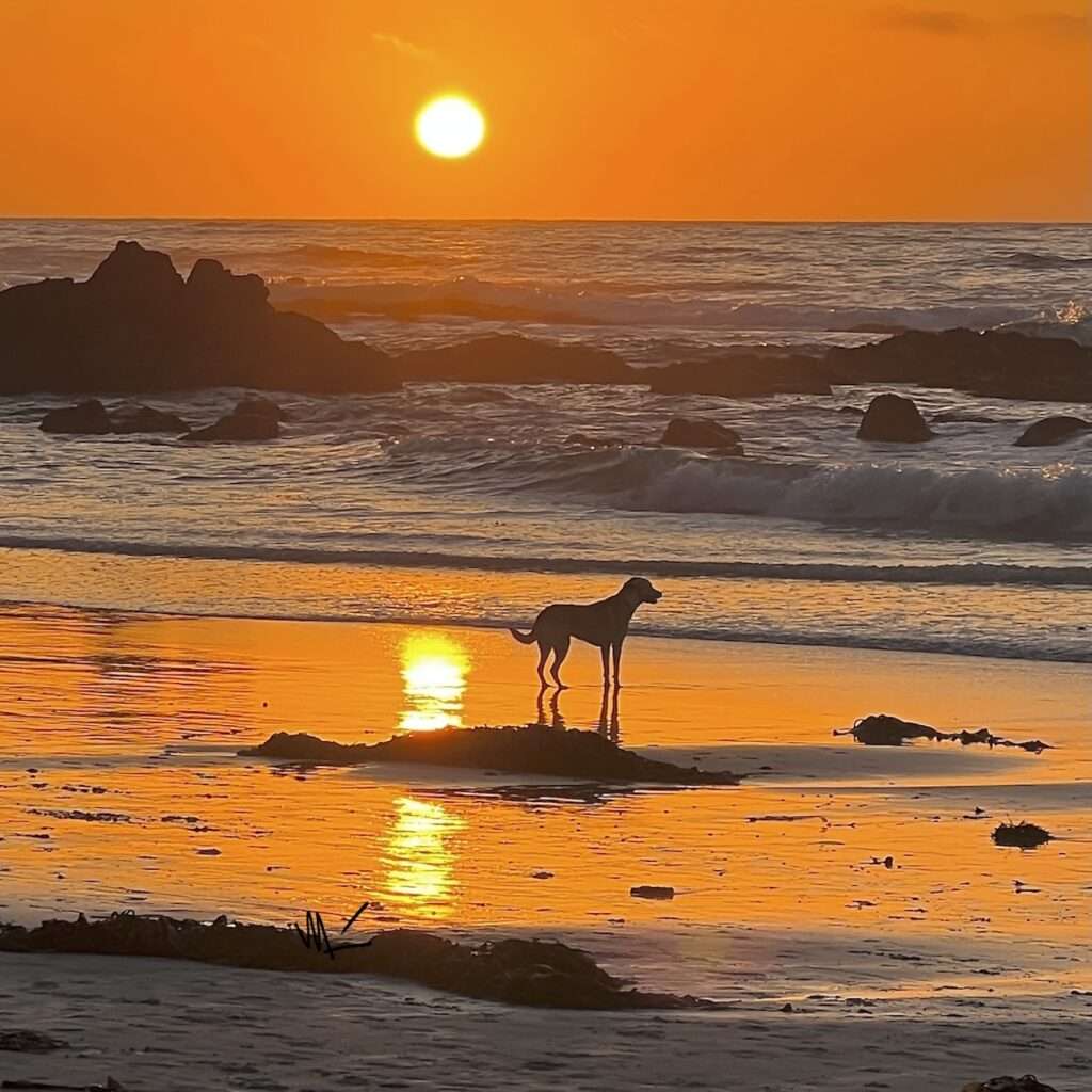 Silhouette of a dog surrounded by a beautiful sunset the ocean has a bluish, mixed with the sunset color.
