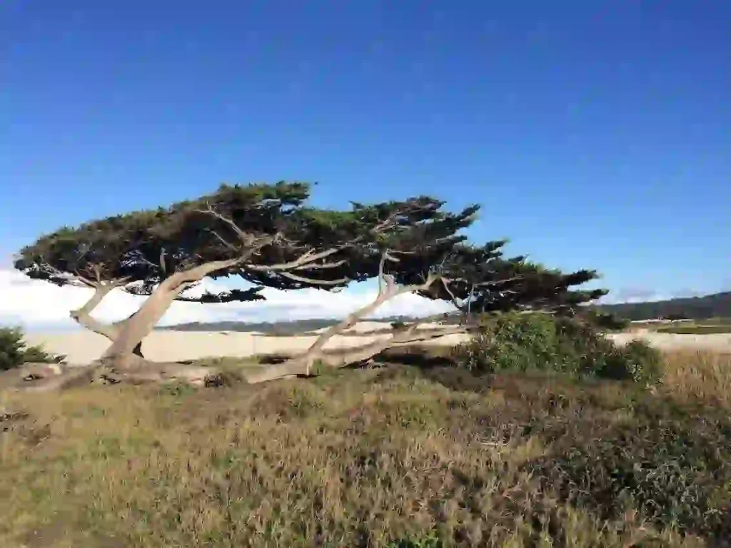 Wind swept trees nearly to its sides, on a grassy area, with dry beige sand, and water. The sky is medium blue.