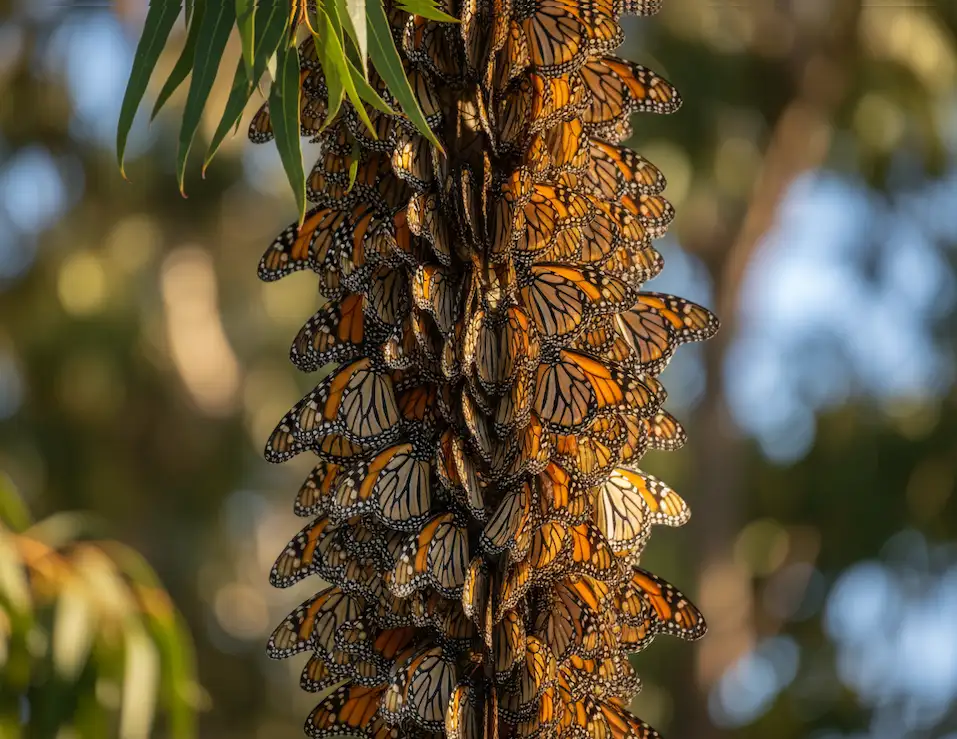 Monarch butterflies of Pacific Grove held a massive, international secret. Scientists knew millions of butterflies arrived in California and Mexico every winter, but because butterflies are so small and fragile, nobody knew exactly where they came from or how they found their way.