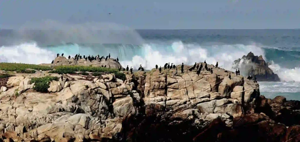 There's a high tide with splashes creating translucent mists spraying across the horizon against the teal blue ocean. The sky is a subtle medium blue. The rocks at the bottom of the photo are mixed burnt umber from light to dark. There are several black cormorants sitting, and lined on top of the rocks.