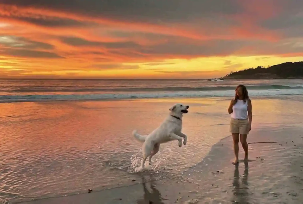At the beach, the whole sky is filled with a scarlet red mixed with the ending of the sun going down where on the horizon the color deep yellow mixed with some of the lightest reds are much to be loved. The ocean water reflects the sky. On the sand that reflects the sky filled with various hues of reds, there's a white lab on it's hind legs at the edge of the water, and Marlene Krueger walking towards the dog, she's wearing beige shorts, and a sleeveless blouse.
She is brunette. Sweet looking.