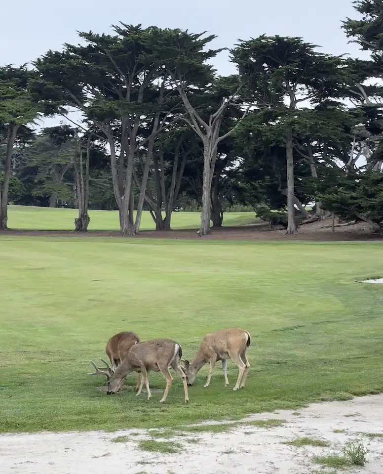 Here there are Columbian black-tailed deer foraging towards Del Monte Forest. A dense forest with ancient Monterey Pines and dramatic Monterey Cypress trees is a prelude to the Del Monte Forsest. There's dark branches. Green grass are around the foraging deer. The sky can hardly be seen due to the towering trees.