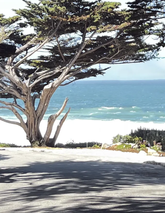 At Carmel Beach, the sands are pure white, powdery in most areas, there is a cypress tree between the sand and ocean that is teal blue, the waves came in with pure white foam horizontal with the ocean and sand. The bark of the tree is medium raw umber and hooker green is the color of the leaves, or pine needles.